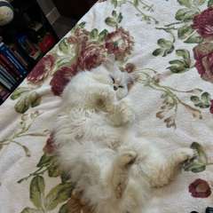 Фото отзыва 11008401