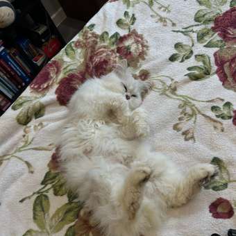 Корм для кошек Royal Canin 85г Hair Skin Care пауч: отзыв пользователя. Зоомагазин Зоозавр