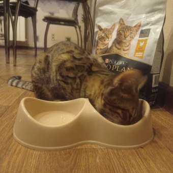 Корм сухой для котят PRO PLAN 1.5кг с курицей: отзыв пользователя. Зоомагазин Зоозавр