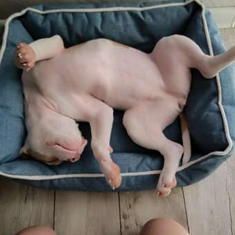 Лежанка для животных GAMMA Ялта прямоугольная M 52*45*17см Синия: отзыв пользователя. Зоомагазин Зоозавр