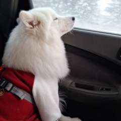 Фото отзыва 11010570