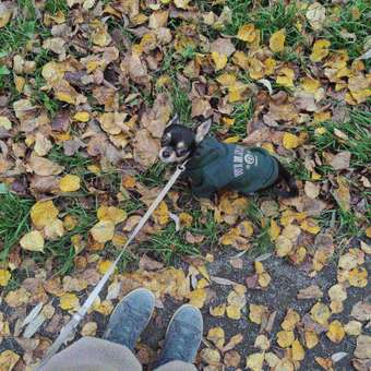 Толстовка для собак и кошек Зоозавр: отзыв пользователя. Зоомагазин Зоозавр