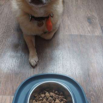 Корм для собак Purina Pro Plan 2.5кг Duo Delice мелких и карликовых пород с высоким содержанием говядины: отзыв пользователя. Зоомагазин Зоозавр