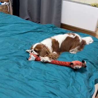 Игрушка для собак Gigwi Лиса с пищалкой: отзыв пользователя. Зоомагазин Зоозавр