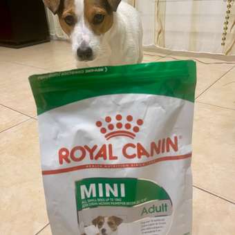 Корм для собак ROYAL CANIN мелких пород 800г: отзыв пользователя. Зоомагазин Зоозавр