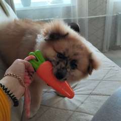 Фото отзыва 10828852