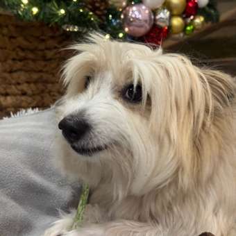 Корм сухой для собак PRO PLAN DUO DELICE 2.5 кг с говядиной для средних и крупных пород: отзыв пользователя. Зоомагазин Зоозавр