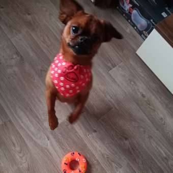 Ошейник для собак Rabizy Лапки 48 см: отзыв пользователя. Зоомагазин Зоозавр