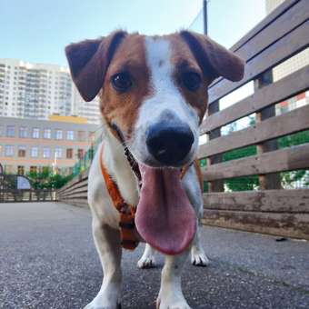 Игрушка для собак Barbaks Жевалка-пищалка Мяч Желтый 5.5см: отзыв пользователя. Зоомагазин Зоозавр