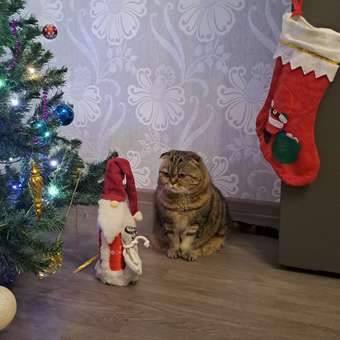 Корм для кошек ROYAL CANIN Ageing 85гр для пожилых 12+ желе пауч: отзыв пользователя. Зоомагазин Зоозавр