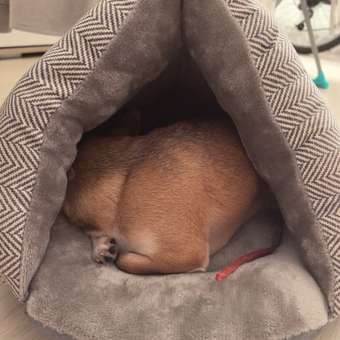 Тоннель-лежанка для животных Не один дома Оксфорд S 860119-02GR1de: отзыв пользователя. Зоомагазин Зоозавр