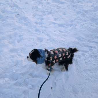 Кардиган для собак и кошек Зоозавр: отзыв пользователя. Зоомагазин Зоозавр