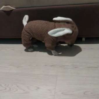 Комбинезон для собак и кошек Зоозавр: отзыв пользователя. Зоомагазин Зоозавр