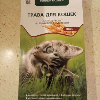 Лакомство для кошек TITBIT Трава овес 40 г: отзыв пользователя магазина низких цен ЕЩЁ