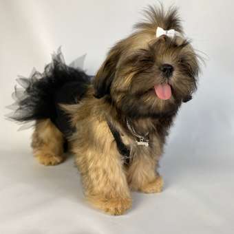 Платье для собак и кошек Зоозавр: отзыв пользователя. Зоомагазин Зоозавр