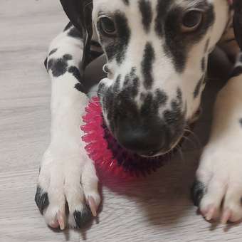 Игрушка для собак Barbaks Мяч-пупырка с массажными зубчиками пищит 9см ТПР: отзыв пользователя. Зоомагазин Зоозавр