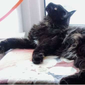 Корм сухой для кошек ROYAL CANIN Maine Coon 400г породы мейн-кун: отзыв пользователя. Зоомагазин Зоозавр