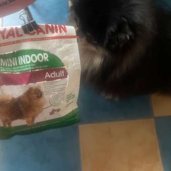 Корм для собак ROYAL CANIN малых пород живущих преимущественно в домашних условиях 500г: отзыв пользователя. Зоомагазин Зоозавр