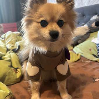 Футболка для собак и кошек Зоозавр: отзыв пользователя. Зоомагазин Зоозавр