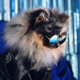 Куртка для собак Зоозавр черная 25: отзыв пользователя. Зоомагазин Зоозавр