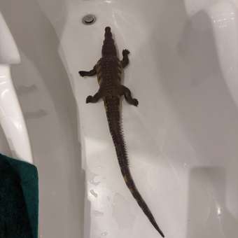 Игровой набор Attivio Крокодил: отзыв пользователя Детский Мир