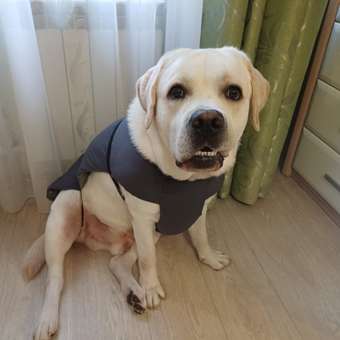 Жилет для собак и кошек Зоозавр: отзыв пользователя. Зоомагазин Зоозавр