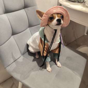 Толстовка для собак и кошек Зоозавр: отзыв пользователя. Зоомагазин Зоозавр