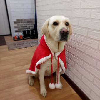 Костюм для собак и кошек Зоозавр: отзыв пользователя. Зоомагазин Зоозавр