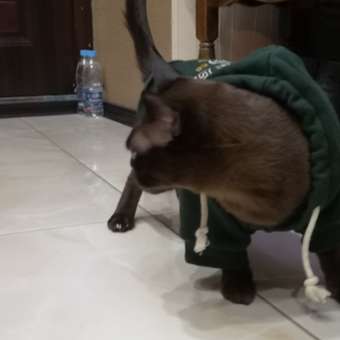 Толстовка для собак и кошек Зоозавр: отзыв пользователя. Зоомагазин Зоозавр