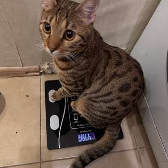 Корм сухой для кошек PRO PLAN RENAL PLUS 400г + 200г с индейкой для стерилизованных: отзыв пользователя. Зоомагазин Зоозавр