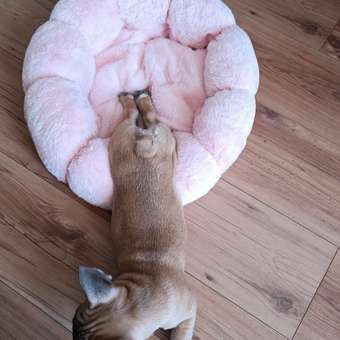 Лежанка для собак Barbaks Цветочек круглый M 50*50*13см: отзыв пользователя. Зоомагазин Зоозавр