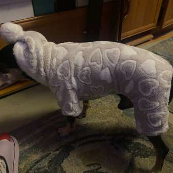 Комбинезон для собак и кошек Зоозавр: отзыв пользователя. Зоомагазин Зоозавр