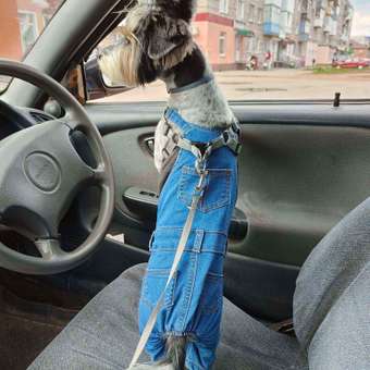 Полукомбинезон для собак и кошек Зоозавр: отзыв пользователя. Зоомагазин Зоозавр