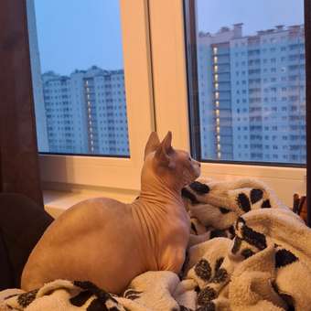 Корм для кошек ROYAL CANIN Hypoallergenic DR25 с пищевой аллергией 2.5кг: отзыв пользователя. Зоомагазин Зоозавр