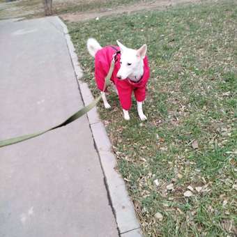 Комбинезон для собак и кошек Зоозавр: отзыв пользователя. Зоомагазин Зоозавр