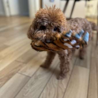 Игрушка для собак Barbaks Лапка с косточкой развивающая 2в1 24*10см: отзыв пользователя. Зоомагазин Зоозавр