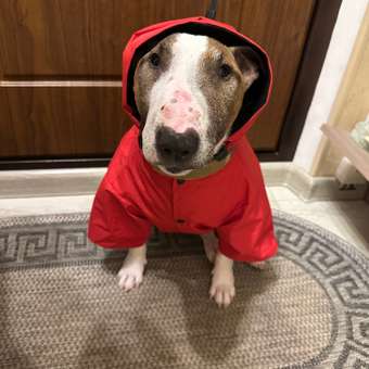 Куртка-дождевик для собак Зоозавр красная 50: отзыв пользователя. Зоомагазин Зоозавр