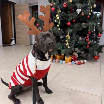 Джемпер для собак и кошек Зоозавр: отзыв пользователя. Зоомагазин Зоозавр