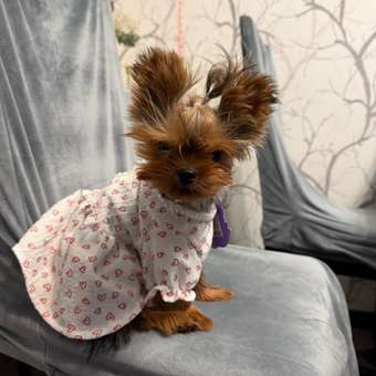 Платье для собак и кошек Зоозавр: отзыв пользователя. Зоомагазин Зоозавр