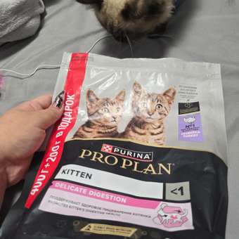 Корм для котят PRO PLAN Delicate Digestion с индейкой 400+200г: отзыв пользователя. Зоомагазин Зоозавр