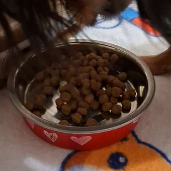 Корм для собак ROYAL CANIN породы чихуахуа 3кг: отзыв пользователя. Зоомагазин Зоозавр