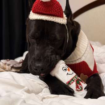 Джемпер для собак и кошек Зоозавр: отзыв пользователя. Зоомагазин Зоозавр