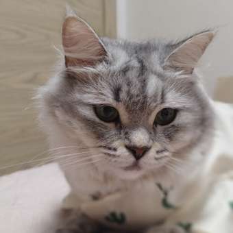 Ветровка для собак Зоозавр: отзыв пользователя. Зоомагазин Зоозавр