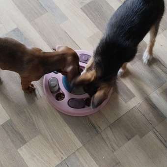 Корм для щенков ROYAL CANIN Puppy мелких пород 4кг: отзыв пользователя. Зоомагазин Зоозавр