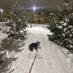 Фото отзыва 10931723