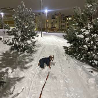 Комбинезон для собак и кошек Зоозавр: отзыв пользователя. Зоомагазин Зоозавр