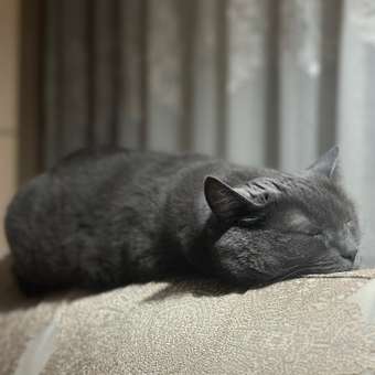 Корм сухой для кошек PRO PLAN SAVOURY DUO 400г с уткой и печенью для стерилизованных: отзыв пользователя. Зоомагазин Зоозавр