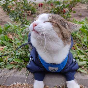 Толстовка для собак и кошек Зоозавр: отзыв пользователя. Зоомагазин Зоозавр