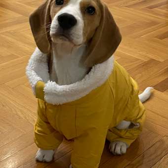 Комбинезон для собак и кошек Зоозавр: отзыв пользователя. Зоомагазин Зоозавр