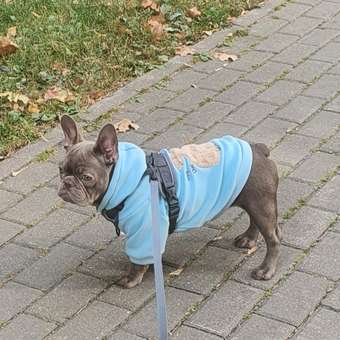 Толстовка для собак и кошек Зоозавр: отзыв пользователя. Зоомагазин Зоозавр